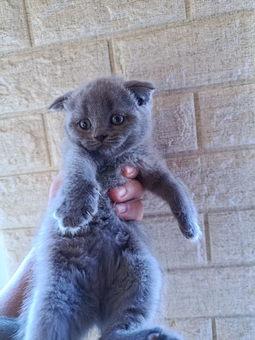 Продаются котята