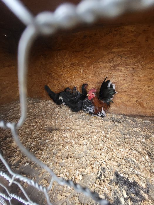 Vând 3 cocosi chabo