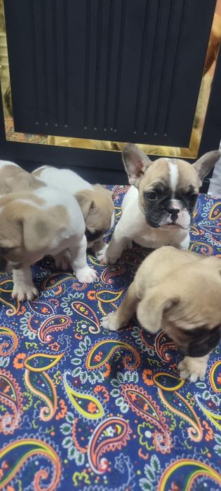 Французский бульдог