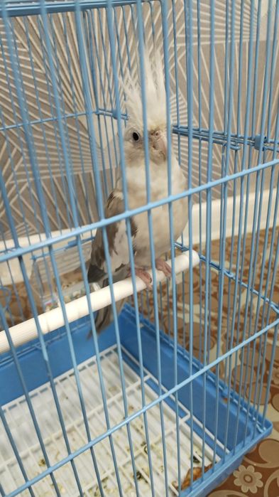 Попугай карелла toʻtiqush qafasi bilan