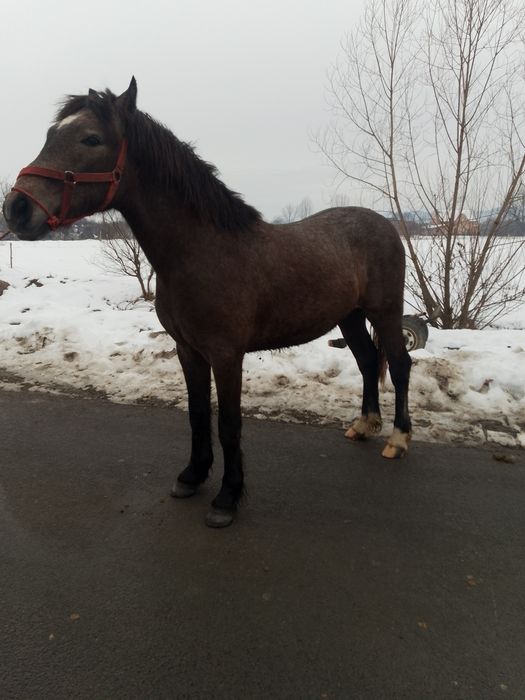 Vând Mânz de 10 luni
