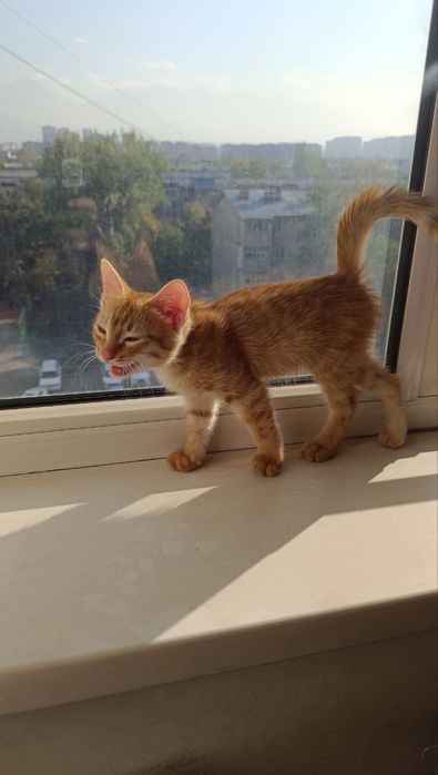 Ищем котёнку ДОМ