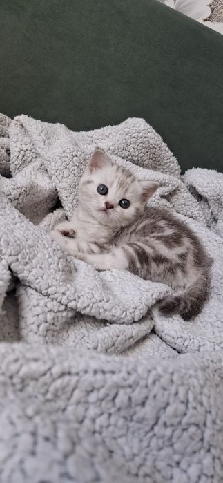 Девочка шотландская скоттиш страйт