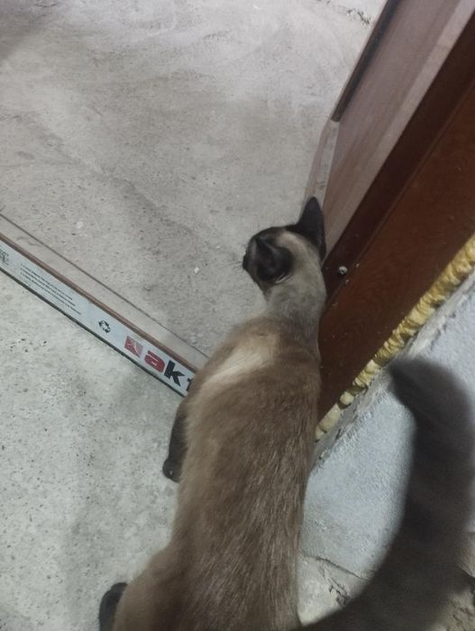 Мушук сотилади зоти сиамский