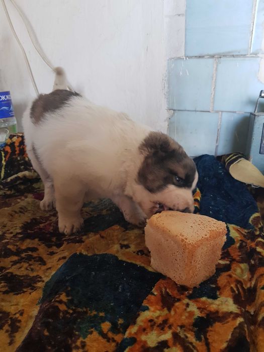 Алабай  (САО) щенок