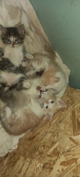 Отдам котят,в очень хорошие руки