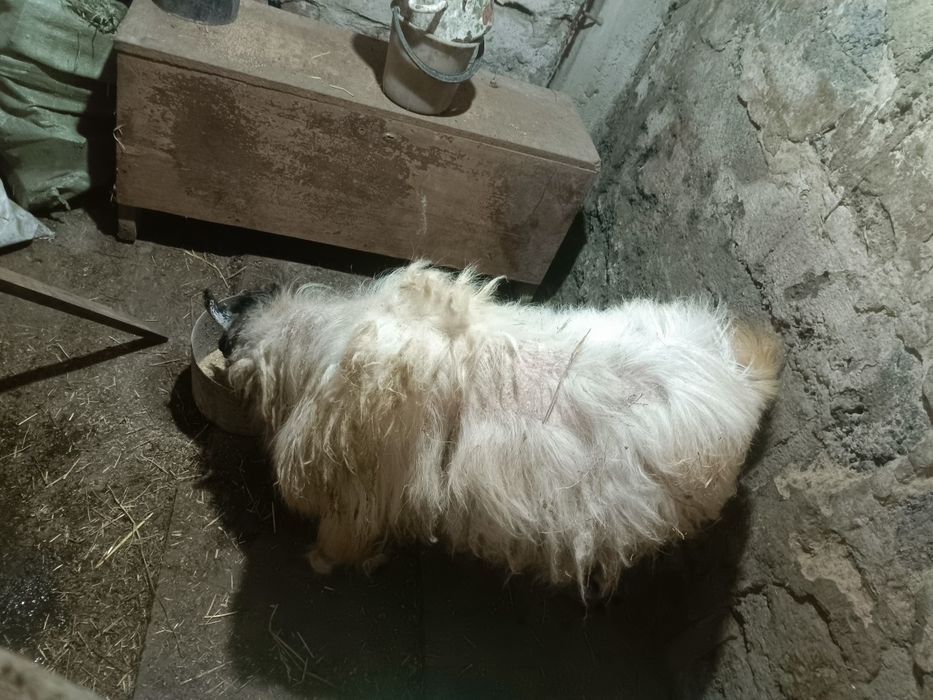 Козел рабочий продам