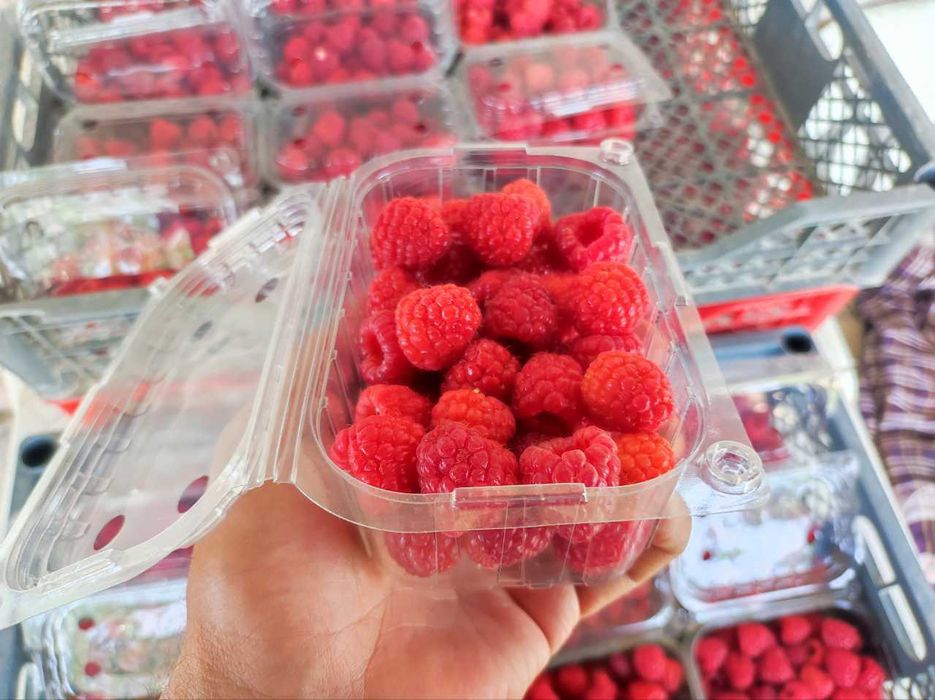 Ремонтатный Малина кочатлари сотувда