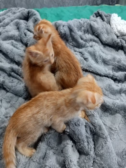 Отдам бесплатно котят