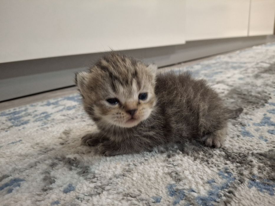 Котята, порода британец