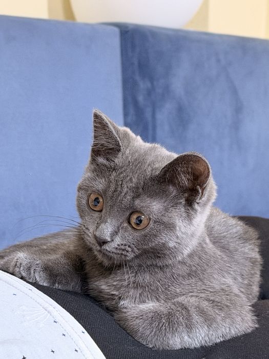 Котенок девочка