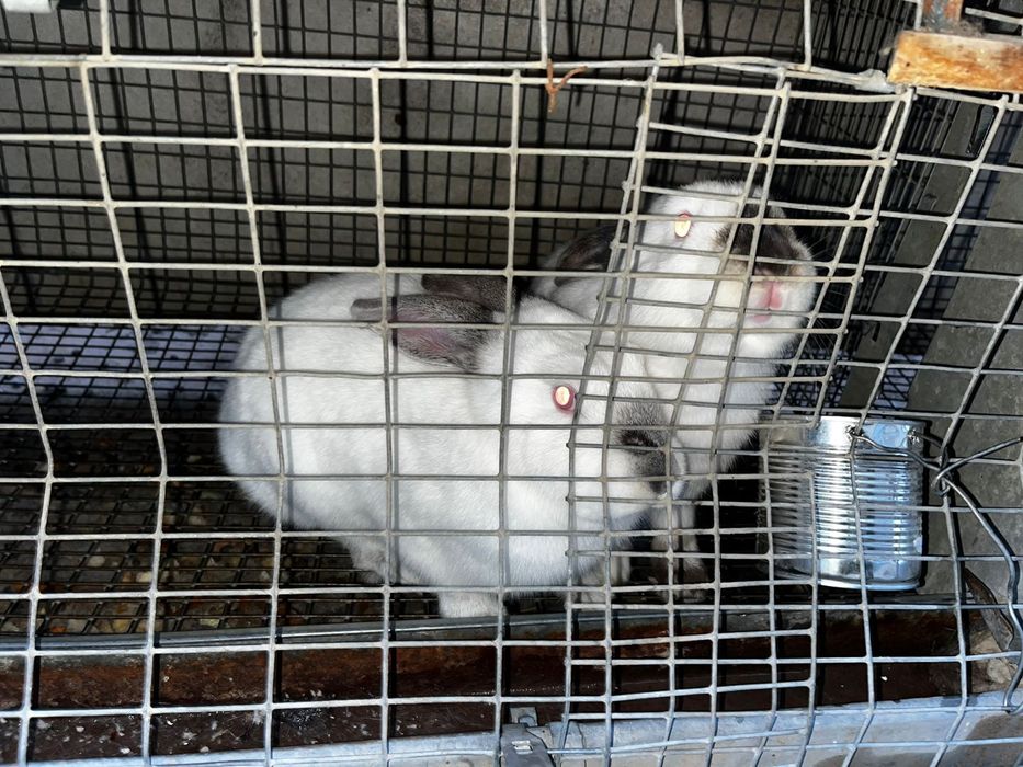 Продаються кролики