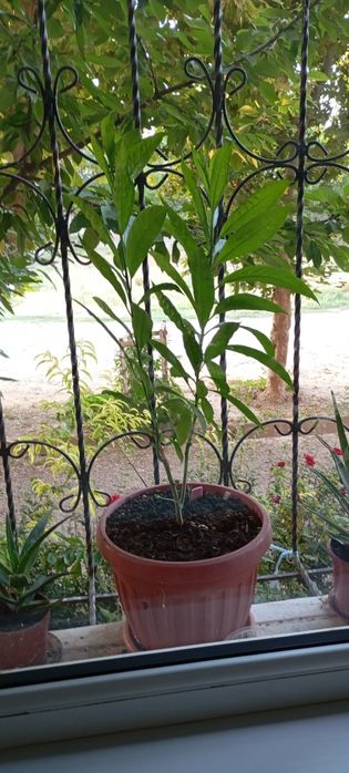 Aloe guli , Алое гули