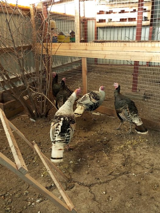 Продам индюков домашних