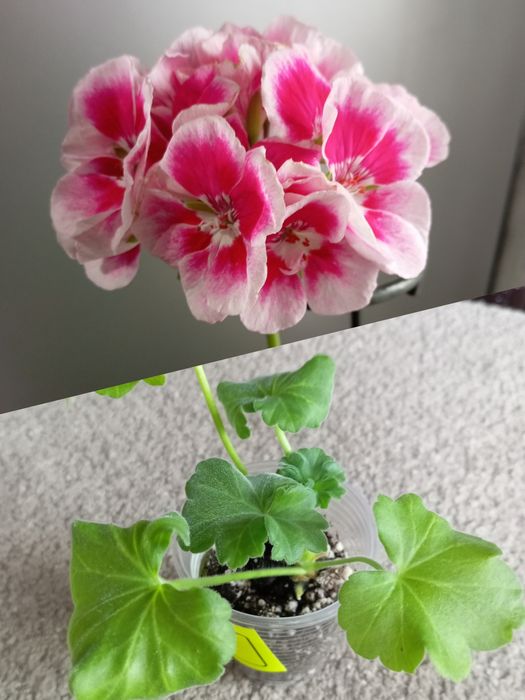 Комнатные растения