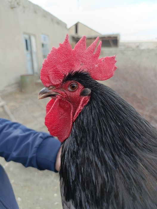 Австралорп хўрозлари сотилади