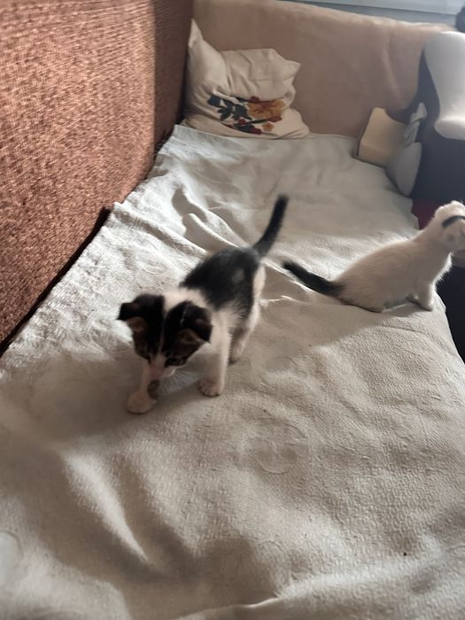 Котёнок 1,5 месяца деочка
