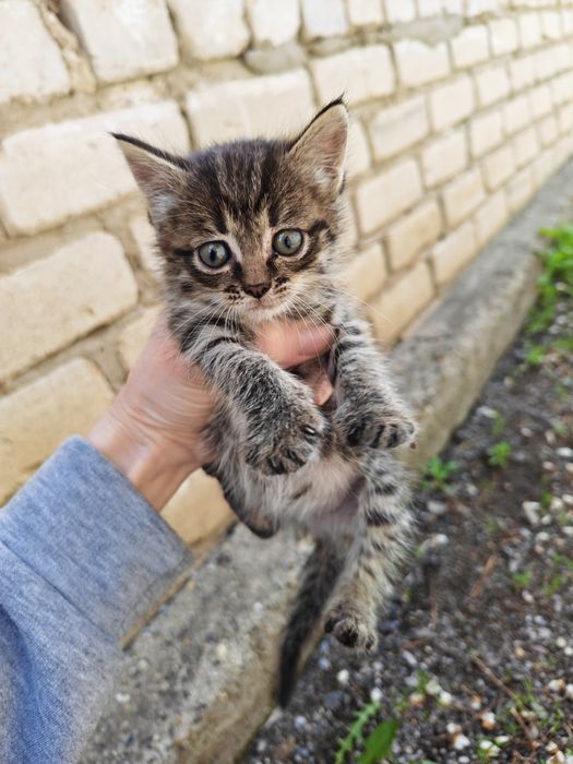 Отдам котёнка девочку в хорошие руки!