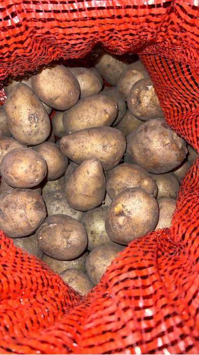Продам картофель сорт Галла
