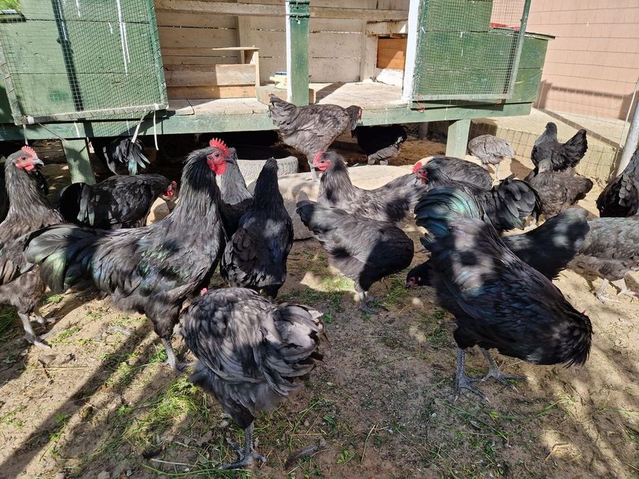 Cocoș Australorp 6 luni