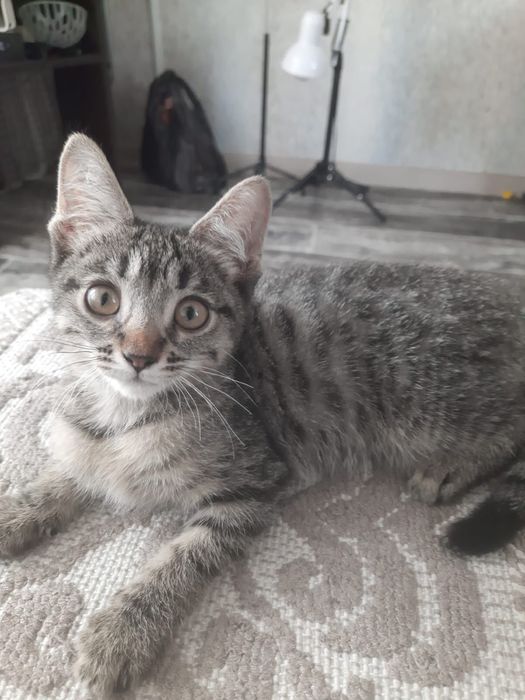 Котятки ищут дом