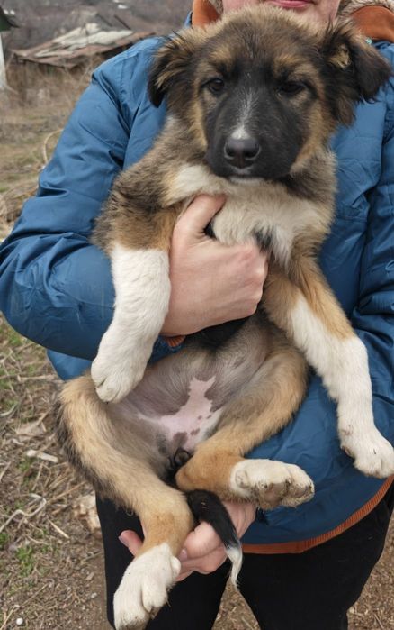 Щенки в хорошие руки