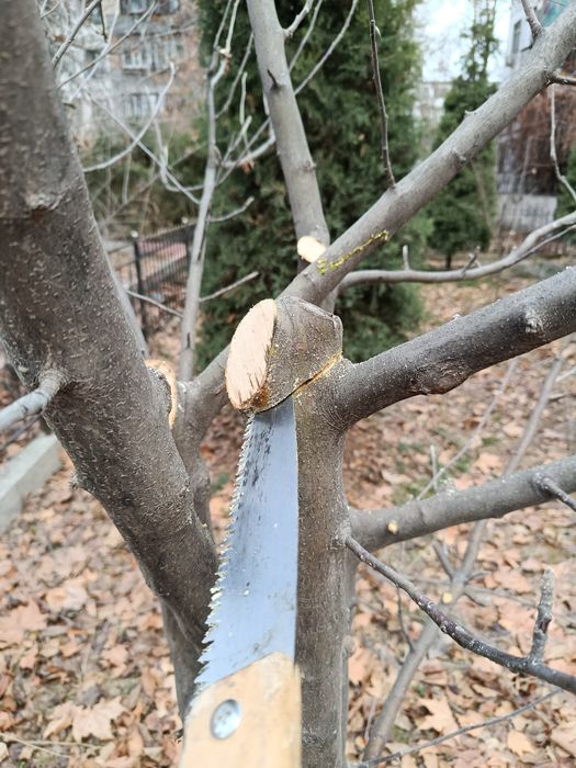 Богбон садовник богбон