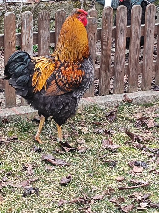 Vând cocos Wiandotte pe negru