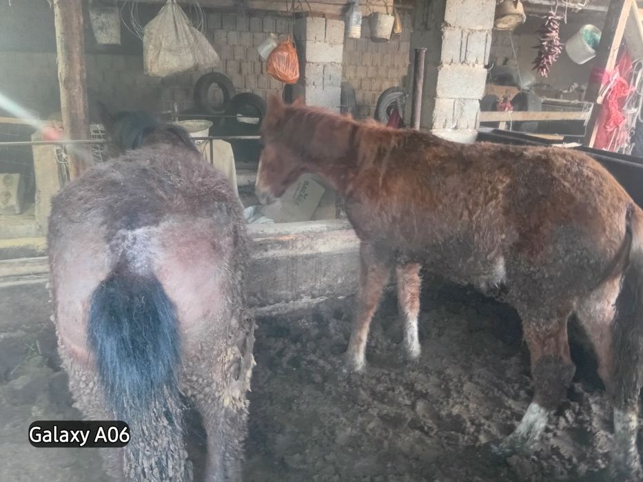 Тайлар сатылады 2 еркек 2 ургашы