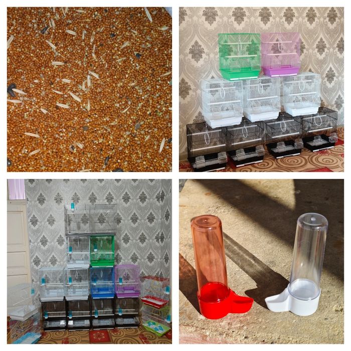 Попугай комплект