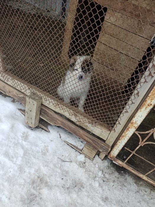 Төбет күшік сатамын