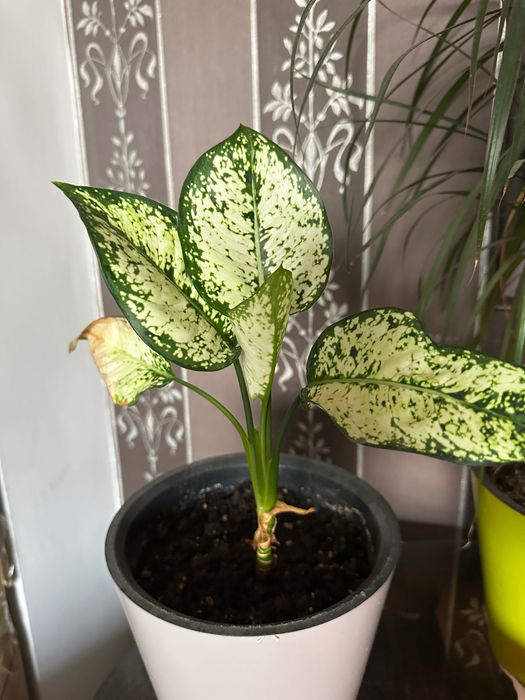 Цветы очищающие воздух живые