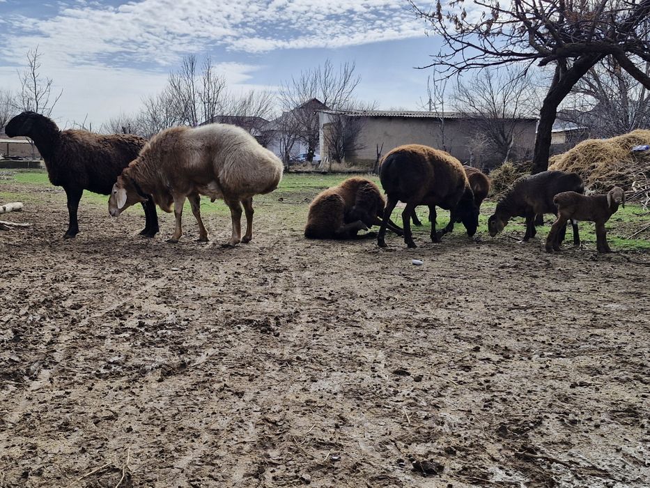 Төрт бас қой және бір бас қошқар сатылады