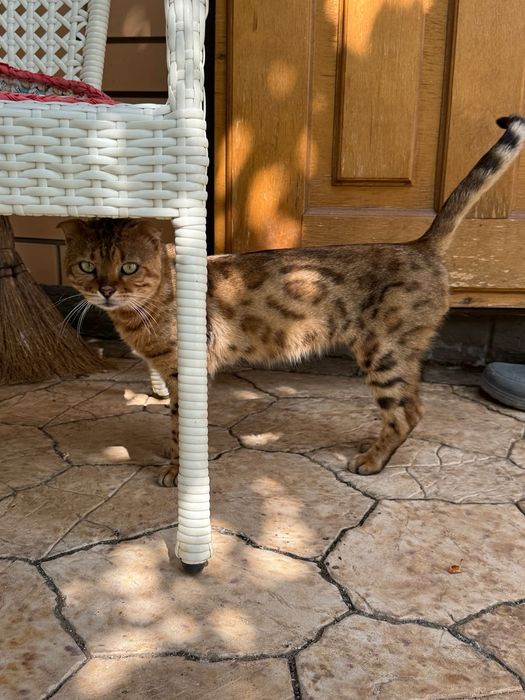 Шотландский котенок в добрые руки