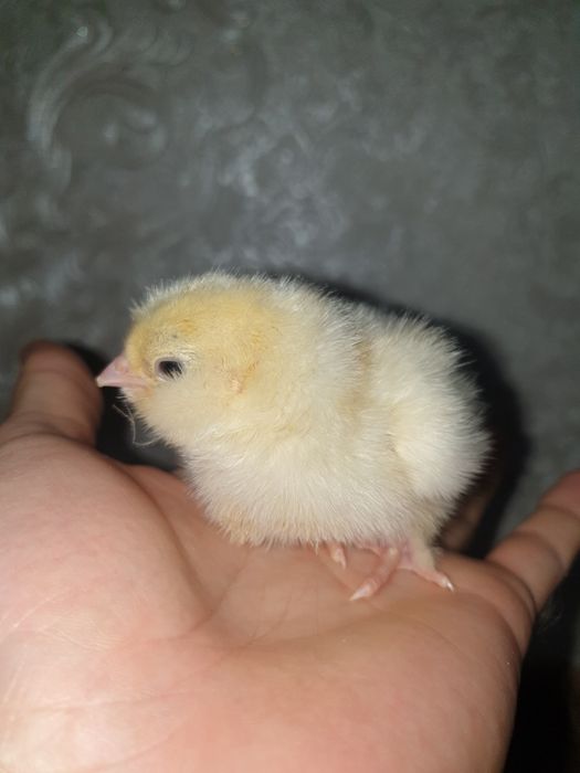 Породистые цыплята