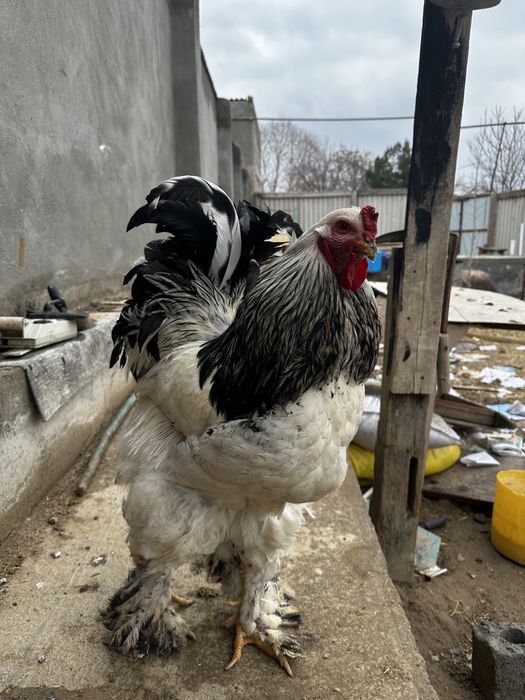 Bramalar sotiladi yoki obmen