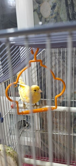 Продаю конарейку