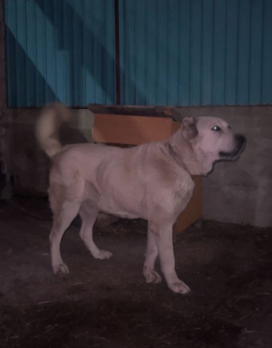 Ургашы алабай 3жас