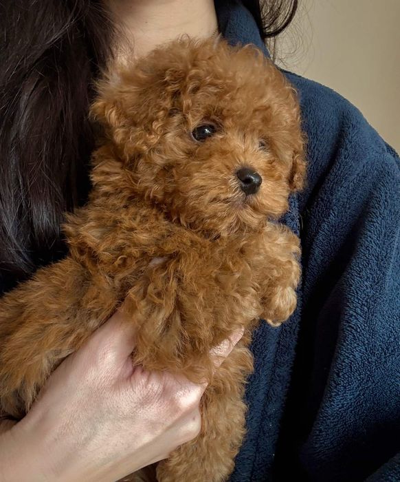 Той Пудел Ред Априкот