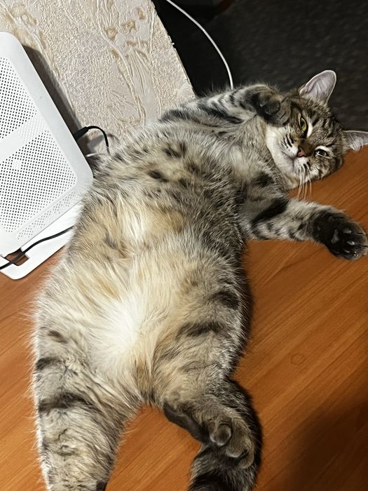 Пухлая красавица в хорошие руки