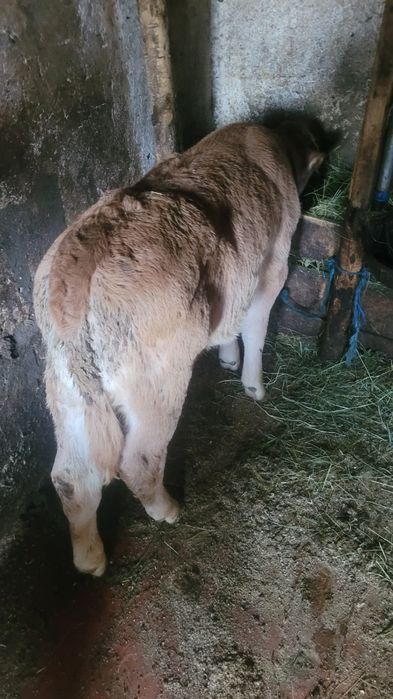 Vând o viață mai multe detalii la telfon