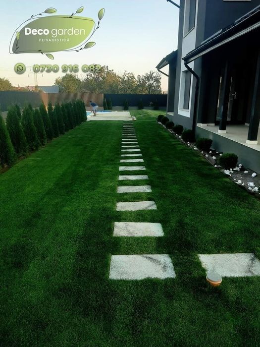 Plante ornamentale tuia