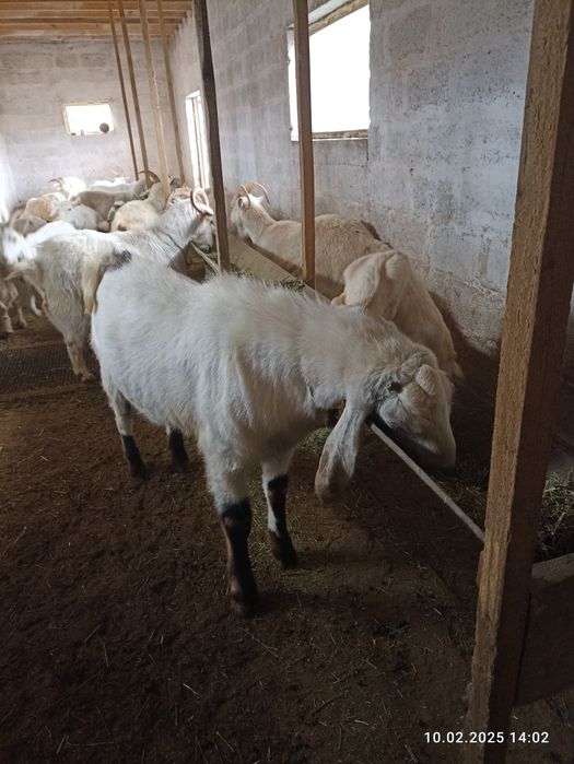 Козлы Нубийские продам