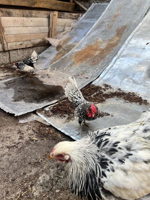 Хорозча Сбрайтлар сотилади