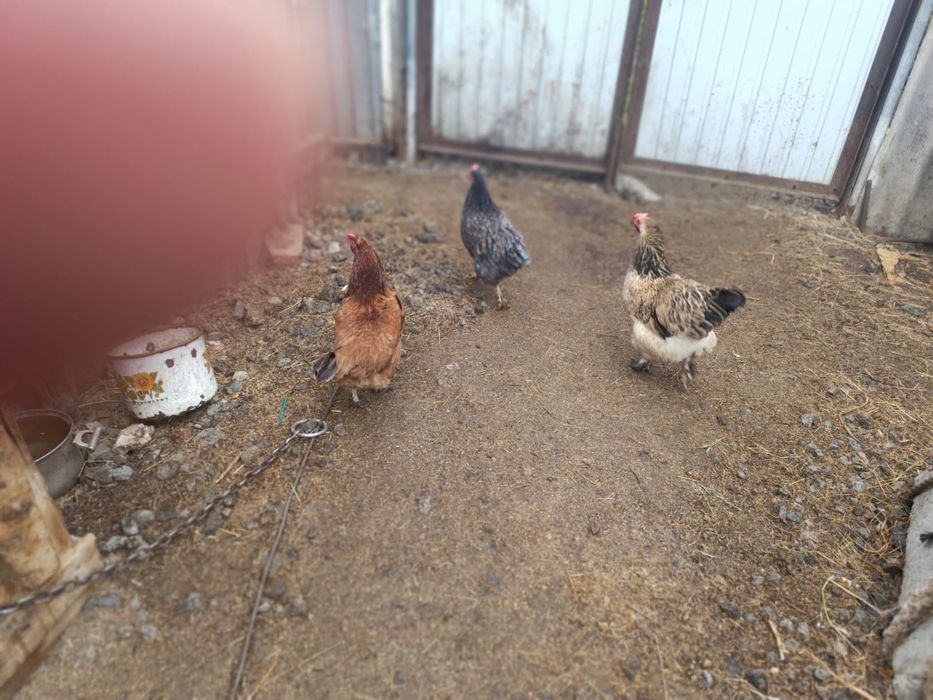 Продам домашних курей