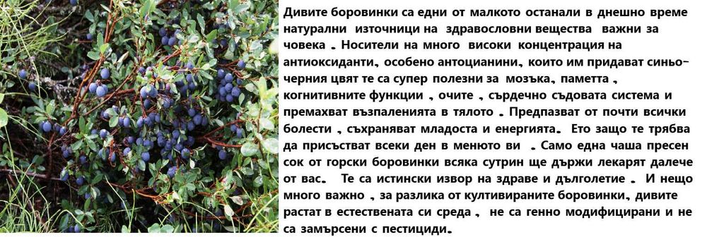 замразени диви боровинки