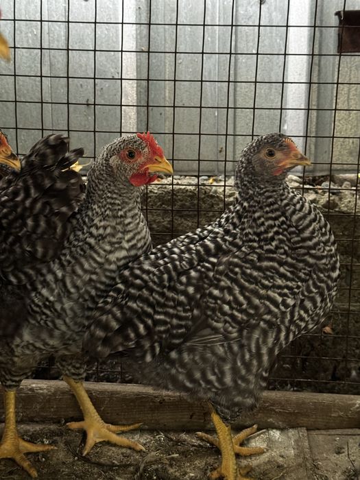 Продам мододых кур и петушков