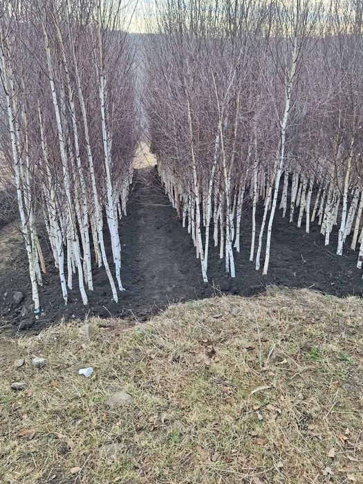 Vand mesteacăn alb dimensiuni de la 1-6 m diferite specii dif inaltimi