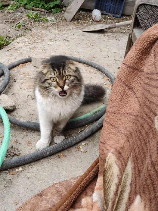 Отдам кота в добрые руки