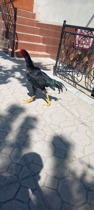Dakan jòja sotiladi
